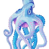 Pieuvre,
Encre colorée et gouache.