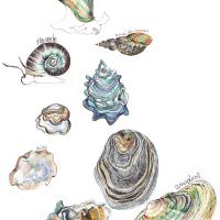 Coquillages - mai 2021